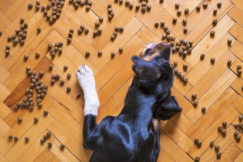 Can Dogs Eat Cake? Safe Cake Recipes, Ingredients to Avoid, and Health Risks