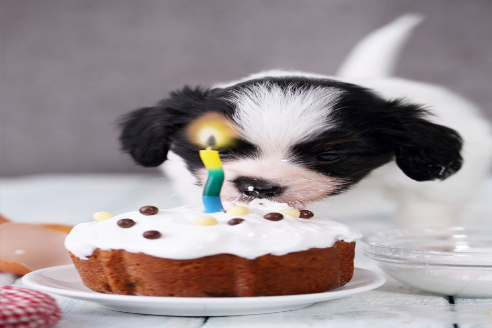 Can Dogs Eat Cake