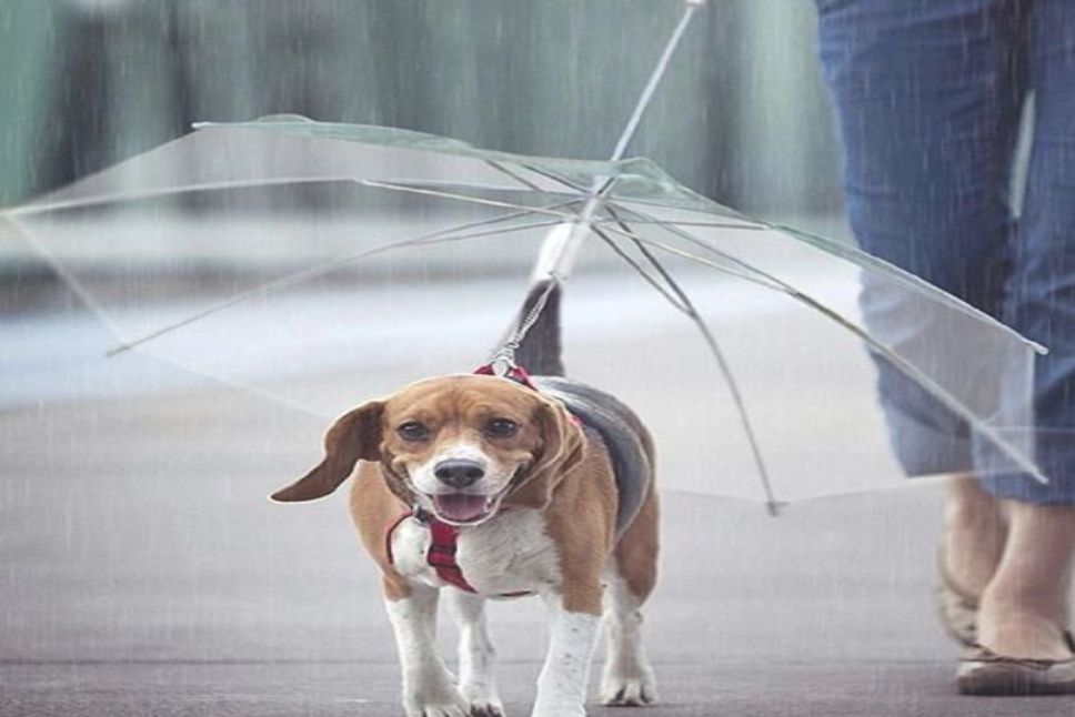 Dog Umbrella