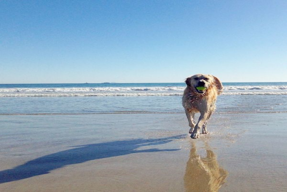 Venice Dog Beach