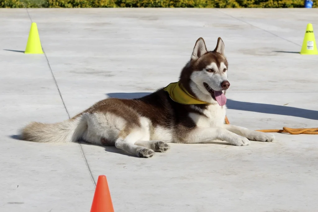 Comprehensive Dog Obedience Training Tips, Techniques, and Benefits for All Ages