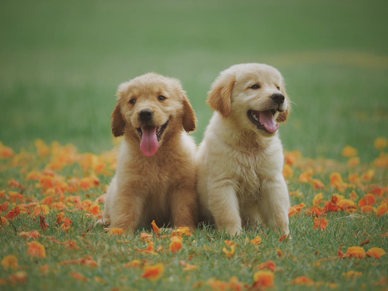 Golden Retriever kutya kölyök Magyarországon Kennel, súly és gondozási tippek